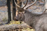 Sambar Deer - Sambar - Rusa unicolor