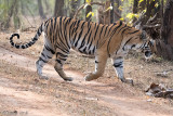 Tiger - Tijger - Panthera tigris