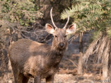 Sambar Deer - Sambar - Rusa unicolor