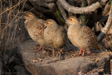 Grey Francolin - Grijze Frankolijn - Francolinus pondicerianus