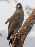 Crested Serpent Eagle - Indische Slangenarend - Spilornis cheela
