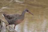 Clapper Rail