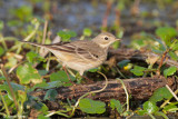 American Pipit