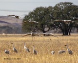 5F1A7763_Sandhill_Cranes_.jpg