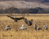 5F1A7771_Sandhill_Cranes_.jpg