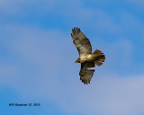 5F1A7879_Redtailed_Hawk_.jpg
