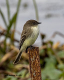 5F1A8024_Eastern_Phoebe_.jpg
