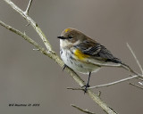5F1A8055_Yellowrump_Warbler_.jpg