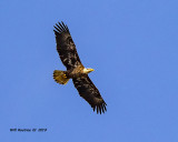 5F1A7965_Bald_Eagle_.jpg