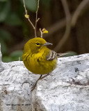 5F1A8108_Pine_Warbler_.jpg