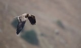 Aasgier/Egyptian Vulture
