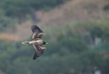 Aasgier/Egyptian Vulture