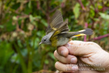 American Redstart (Setophaga ruticilla)_Ribeira de Poço de Agua (Corvo)