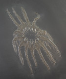 Helianthaster rhenanus, 12 cm across, showing 14 arms, from the Devonian of Bundenbach