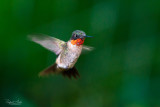 Hummingbirds!