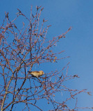 LESSER REDPOLL , AYLESBEARE COMMON , DEVON , ENGLAND , 9 , 1 , 2019
