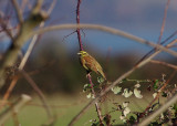 CIRL BUNTING ( Male ) . AYLESBEARE COMMON . DEVON . 9 . 1 . 2019