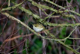 YELLOW-BROWED WARBLER . BOWLING GREEN LANE . TOPSHAM . DEVON . 12 . 1 . 2019