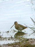 COMMON SNIPE , BOWLING GREEN MARSH , TOPSHAM , DEVON , 14 , 1 , 2019
