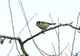 BLUE TIT . BOWLING GREEN MARSH . TOPSHAM . DEVON . 15 . 1 . 2019