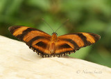 Banded Orange Heliconian-Dryadula phaetusa N18 #9786