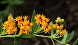 Butterfly Weed JL18 #1946