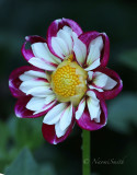 Dahlia Bumble Rumble AU18. #5319