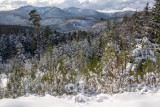 la forêt de Lutzelhouse