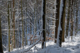 la forêt de Lutzelhouse