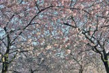 Cherry blossoms in Kungstradgarden - 6406