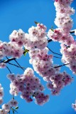 Cherry blossoms in Kungstradgarden - 6429