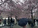 Cherry blossoms in Kungstradgarden - 9848