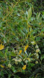 Avicennia marina