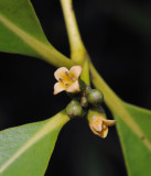Avicennia marina. Close-up.