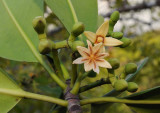 Rhizophora mucronata