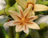Rhizophora mucronata. Close-up.