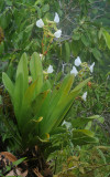Angraecum eburneum