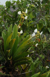 Angraecum eburneum