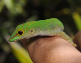 Phelsuma.3.jpg
