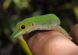 Phelsuma.4.jpg