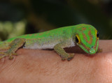 Phelsuma.6.jpg