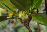 Timonius flavescens. Closer.