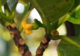 Timonius flavescens. Close-up.side.