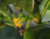 Timonius flavescens. Close-up.side.