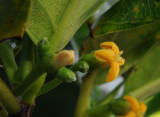 Timonius flavescens. Close-up.side.