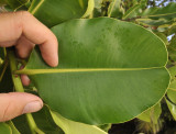Calophyllum inophyllum. Leaf.