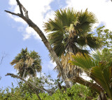 Lodoicea maldivica 