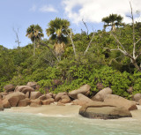 Lodoicea maldivica 