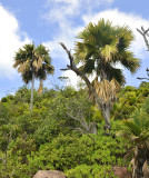 Lodoicea maldivica 