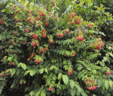Combretum indicum